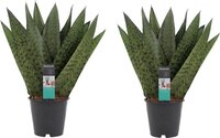 Duo Sansevieria Zeylanica ↨ 35cm - 2 stuks - hoge kwaliteit planten
