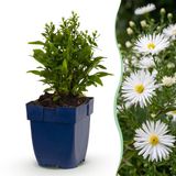 Green boutiQ Vasteplant Aster Schneekissen Wit 3 Planten