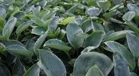 GRDplanten Groendecor Tuinarchitectuur 6x Hartlelie - Hosta hybr. 'Blue Mammoth' | 9x9 cm pot