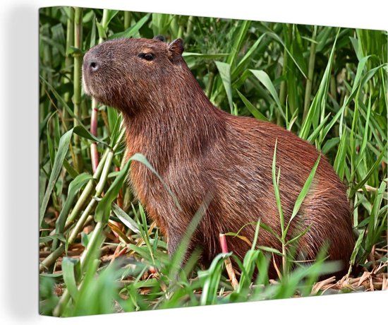 OneMillionCanvasses Canvas schilderij 150x100 cm - Capibara in Pantanal - Wanddecoratie