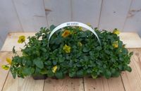 Warentuin natuurlijk Bosviolen Violen geel 6 stuks in tasje Viola Warentuin Natuurlijk