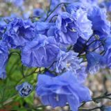 Arborix 6 x Campanula Cochleariifolia - Klokje Pot 9x9cm - Sierlijke Blauwe Bloemen