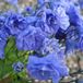 Arborix 6 x Campanula Cochleariifolia - Klokje Pot 9x9cm - Sierlijke Blauwe Bloemen