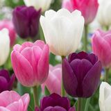 Green boutiQ - 35x Tulipa Pastel mix - Pastel tulp mix - Diversen - Voorjaarsbloeier - Bolmaat 11/15