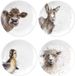 Royal Worcester RW WN4093-XW Wrendale Designs China Tea Coupe Assiettes avec Ewe, Gentle Jack et Just Hatched, Set de 4