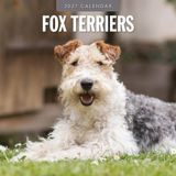 Red Robin Fox Terrier Kalender 2027