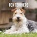 Red Robin Fox Terrier Kalender 2027