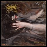 Sonic Rendezvous Lascar - Wildflife (LP)