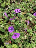 GRDplanten Groendecor Tuinarchitectuur 6x Ooievaarsbek - Geranium hybr. 'Pink Penny' | 9x9 cm pot