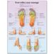 3B Scientific Menselijke anatomie - voetreflexzone massagekaart, gelamineerd