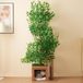 Arbre griffoir Kratzbaum, 190 cm de hauteur, 4 plateformes, ouvertures pour chats, panneau MDF résistant aux griffes, cachette, possibilité d'escalade (vert)