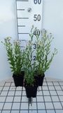 GRDplanten Groendecor Tuinarchitectuur 6x Zomeraster - Kalimeris mongolica 'Mon Jardin' | 9x9 cm pot