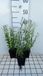 GRDplanten Groendecor Tuinarchitectuur 6x Zomeraster - Kalimeris mongolica 'Mon Jardin' | 9x9 cm pot