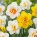 Green boutiQ - 30x Narcissus Double mix - Gevulde narcis mix - Diversen - Voorjaarsbloeier - Bolmaat 10/12