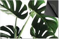 Dietrix Inductie Beschermer 65x52 cm - Bloemen en Planten - Monstera Licht