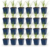 Green boutiQ Agapanthus africanus Albus - Afrikaanse Lelie - Wit - 24 Planten