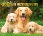 For Browntrout For the Love of Golden Retrievers 2027 14 X 24 Inch (Hanging) Monthly Deluxe Wall Calendar Foil Stamped Cover Plastic-Free