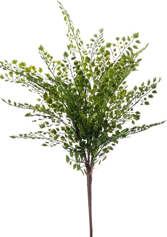 Emerald Fern adianthum bush 40 cm green