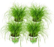ZynesFlora Cyperus - Kattengras - 4 Stuks - Ø 12 cm - Hoogte: 25-30 cm - Kamerplant