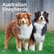 Australian Browntrout Publishers Australian Shepherds 2027 - 16-Monatskalender