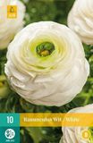 jub Bol X 10 Ranunculus wit