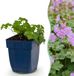 Green boutiQ Vasteplant Geranium cant. Cambridge - Ooievaarsbek - Bodembedekkend - Licht Roze - 1 Plant - Pot 11cm - Hoogte 15-25cm
