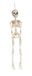 RUBIE'S Skelet, scharnier, 45 cm, van pvc
