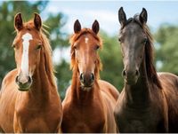 Cornelissen Placemats drie paarden - 3D print - 30 x 40 cm - Knutsel of ontbijt/diner onderleggers