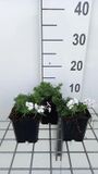 Vlambloem 6x Phlox (s) 'Amazing Grace' | pot de 9x9 cm