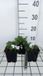 Vlambloem 6x Phlox (s) 'Amazing Grace' | pot de 9x9 cm