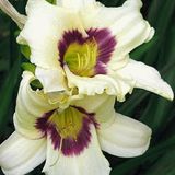 Hemerocallis 6 x Hemerocallis 'Pandora'S Box' - Daglelie pot 9x9cm