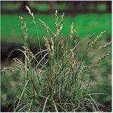 Moerings Carex Muskingumensis | Paraplu Zegge | In 9CM pot
