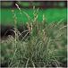 Moerings Carex Muskingumensis | Paraplu Zegge | In 9CM pot