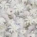 A.S. Création PintWalls 387223 vliesbehang Floral 10,05 x 0,53 m Made in Germany