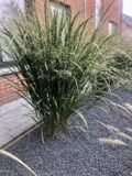 GRDplanten Groendecor Tuinarchitectuur 6x Vingergras - Panicum virgatum 'Northwind' | 9x9 cm pot