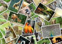Grafika Puzzle Promenade au Zoo