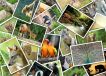 Grafika Puzzle Promenade au Zoo