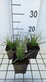 GRDplanten 6x Zegge - Calamagrostis epigejos | 9x9 cm pot