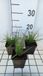 GRDplanten 6x Zegge - Calamagrostis epigejos | 9x9 cm pot
