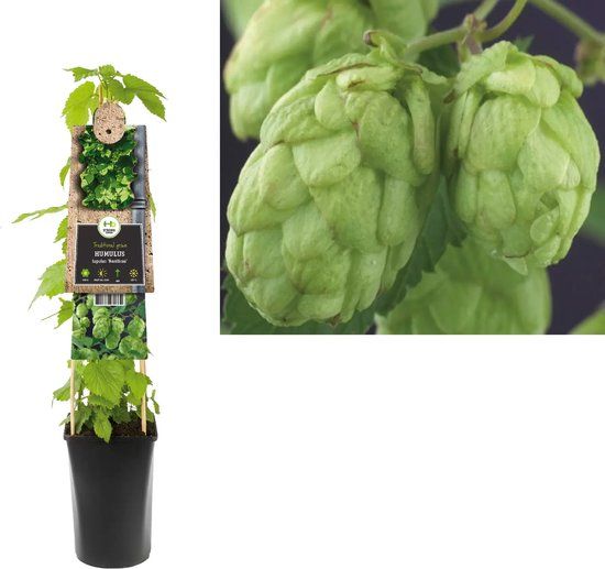 Klimplant Clematis - Groen - 75 cm