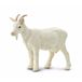 Safari LTD Speelgoed geit - boerderij dieren - 8 cm - speel figuur - wit - PVC