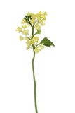 12 Express Flor 4 kunstmatige seringen, 33 cm, geel