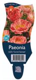 Griffioen Paeonia (LD) 'Coral Sunset'