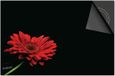 Dietrix Inductie Beschermer 76x51,5 - Bloemen en Planten - Rode Gerbera