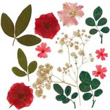 Baker Ross WA166 Rode en roze gedroogde geperste bloemen - Pakket van 17, natuurlijke geperste bloemen voor knutselen en het maken van kaarten