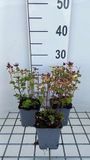 GRDplanten Origanum 6x Origanum vulg. 'Thumble's Variety' | 9x9 cm pot