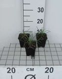 GRDplanten Groendecor Tuinarchitectuur 6x Slangenbaard - Ophiopogon jap. 'Minor' | 9x9 cm pot
