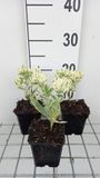 GRDplanten Groendecor Tuinarchitectuur 6x Vetkruid - Sedum hybr. 'Frosty Morn' | 9x9 cm pot