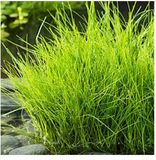 Moerings waterplanten Moerings Eleocharis Acicularis | Naaldwaterbies | In 9CM pot
