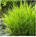 Moerings waterplanten Moerings Eleocharis Acicularis | Naaldwaterbies | In 9CM pot